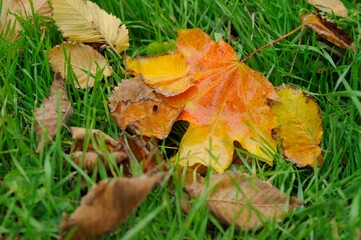 autumn leaves on grass