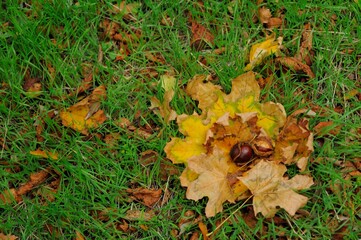 autumn leaves on the grass