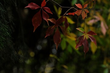 Close up view of fallen leaves in autumn park
