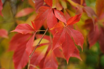 Close up view of fallen leaves in autumn park
