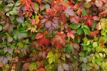 Close up view of fallen leaves in autumn park
