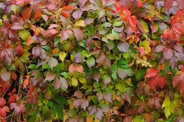 autumn leaves background