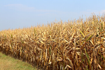 Die Folgen des Klimawandels - total vertrocknetes Maisfeld