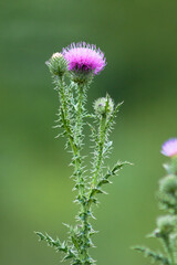 Spiny plumeless thistle in bloom closeup view with green blurred background