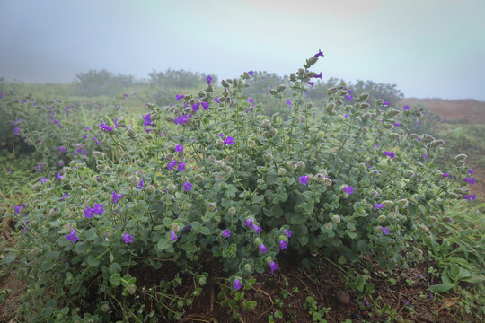 A Selectively focused picture of rare Neela Kurinji or Purple heather flowers which blooms once every 12 years on the Mandal Patti hills in Coorg, India.
