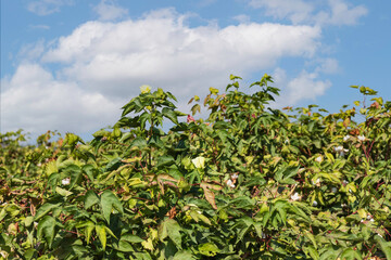 Fototapeta na wymiar Flowers and buds of a cotton plant closeup on a background of blue sky.