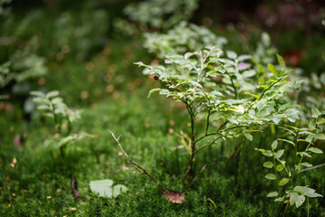 Blueberry bush on moss. Natural background.