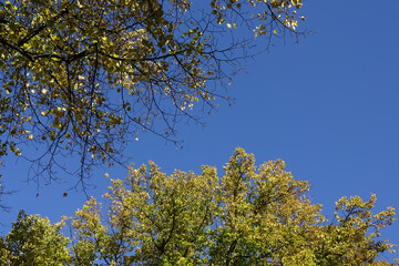 Obraz premium Close-up of birch branches with yellow foliage on a blue sky background. Autumn or fall abstract background. September 2021