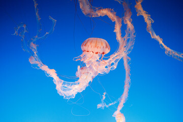 jellyfish