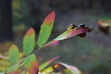 autumn leaves in the forest