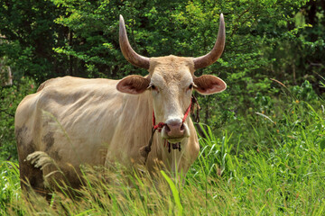 The white bull had sharp horns on its head. that bends and is large