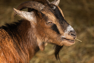 Fototapeta premium goat