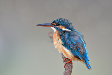 close up of exotic blue bird with brown feathers and sharp beaks, common kingfisher in juvenile plumage