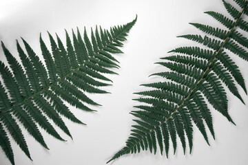 Fern leaves framing. Closeup of fern leaves on the white background.