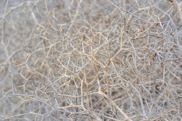 Thorny shrub with withered white twigs in the dunes