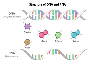 Difference between the nitrogenous bases of DNA and RNA. Structure of DNA and RNA. Deoxyribonucleic acid. Ribonucleic acid. - obrazy, fototapety, plakaty