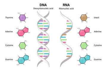 Structure of DNA and RNA.  Deoxyribonucleic acid. Ribonucleic acid. Difference between the nitrogenous bases of DNA and RNA. - obrazy, fototapety, plakaty