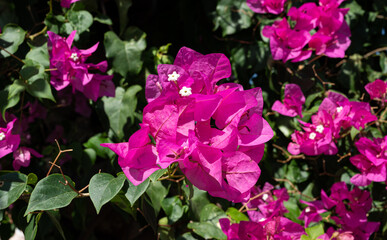 pink flowers in the garden