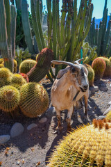 Goats graze on the farm and walk among a variety of cactus