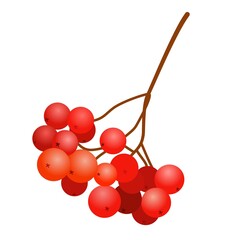 Rowan. Autumn tree. Red berry. Isolated.