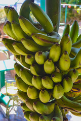 A bunch of bananas. These are bananas grown in the Canary Islands. They are smaller in size but...