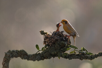 Yellow Canary bird just feeding her chick in the bright morning with bokeh background.