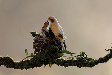 Yellow Canary bird just feeding her chick in the bright morning with bokeh background.