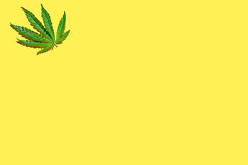 Fototapeta na wymiar Cannabis leaves pattern on yellow background with hard light. Minimalistic hemp poster with space for text