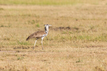 Kori bustard bird on the savannah