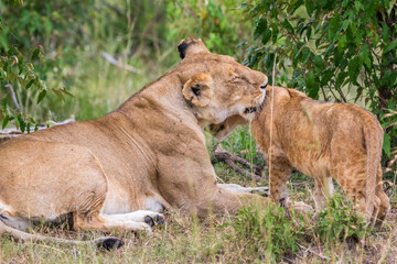 Fototapeta na wymiar Lioness cuddling with a young lion cub