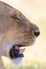 Lion portrait with sharp fangs