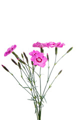 perennial carnation isolated