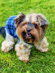 Yorkshire Terrier dog on green grass in autumn