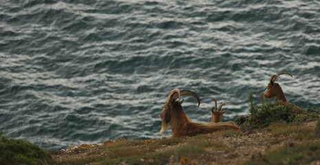 caprins maritimes