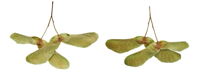 Maple seeds, winged seeds on a white isolated background. Double-sided species of green maple seeds