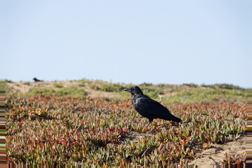 pheasant in the field