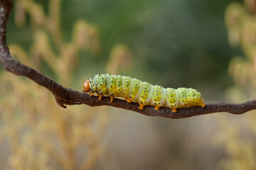 Beautiful Pose of Caterpillars