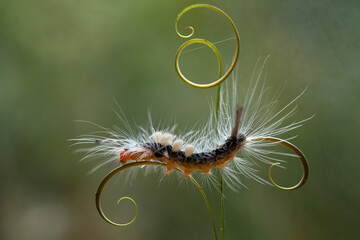 Beautiful Pose of Caterpillars