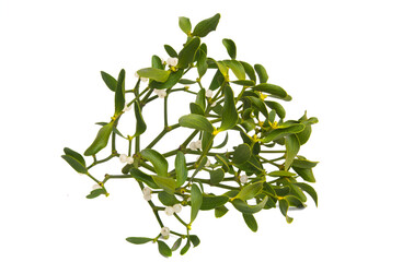 mistletoe isolated