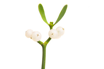 mistletoe isolated