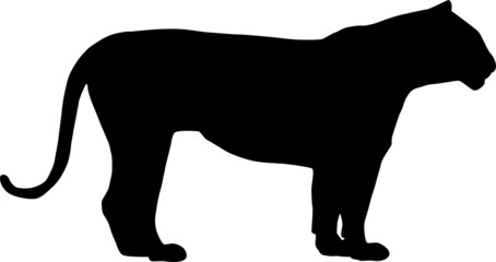 The silhouette of a black tiger standing in a calm pose. Vector design of the Tiger icon. Vector illustration of animals flat logo design isolated on a white background.