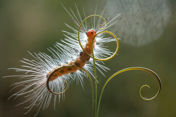 Beautiful Pose of Caterpillars