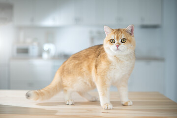 British golden chinchilla
