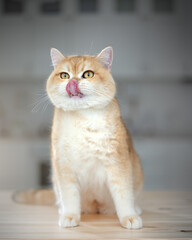 British golden chinchilla