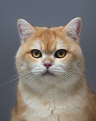 British golden chinchilla