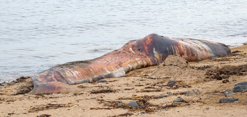 Large dead Sperm Whale washup up on a beach on Iceland