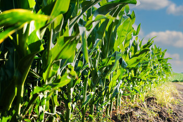 Dirt road through maize green field under blue sky in Ukraine