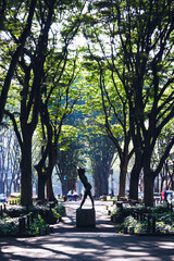 仙台の定禅寺通りケヤキ並木 宮城県観光