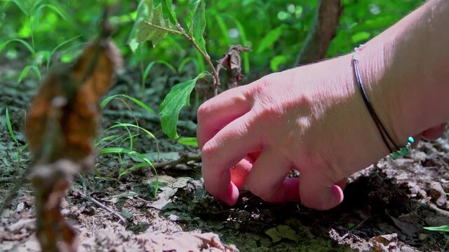 woman's hand picking mushrooms in summer forest
