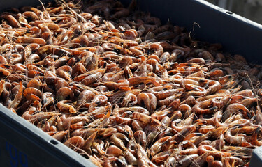 Ein frischer Krabbenfang aus der Nordsee in gro&szlig;em K&uuml;bel